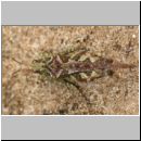 Tetrix ceperoi - Westliche Dornschrecke 01 11mm.jpg